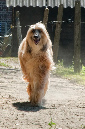 004_windhond_15082012MJS-CROP