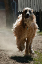 007_windhond_15082012MJS_CROP