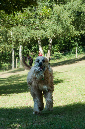 014_windhond_15082012MJS