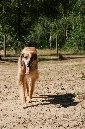 030_windhond_15082012MJS