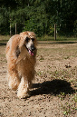 031_windhond_15082012MJS