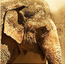 43_Olifant_DX0737-007