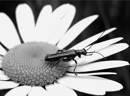 64_Bloem+insect_N5281zw-028