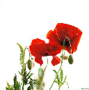 74_papaver-038