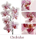 99_Collage_Orchidee-063